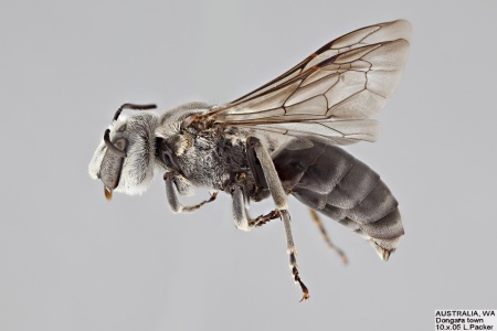 [Phenacolletes mimus male (lateral/side view) thumbnail]